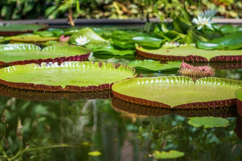 Vieze, groene vijver in de tuin? Zo maak je ‘m weer helder en schoon