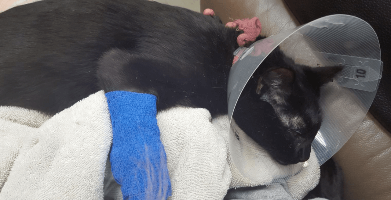 LET OP: Laat je kat of hond nóóit met dit 'onschuldige' voorwerp spelen, levensgevaarlijk!