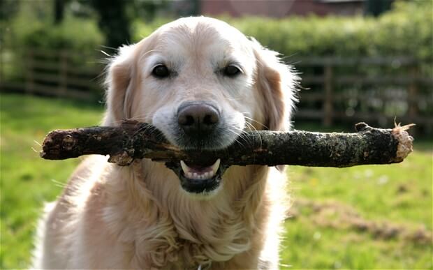 Dierenartsen verzoeken: geef je hond svp geen stok meer! Dit is de reden en dit zijn de symptomen!