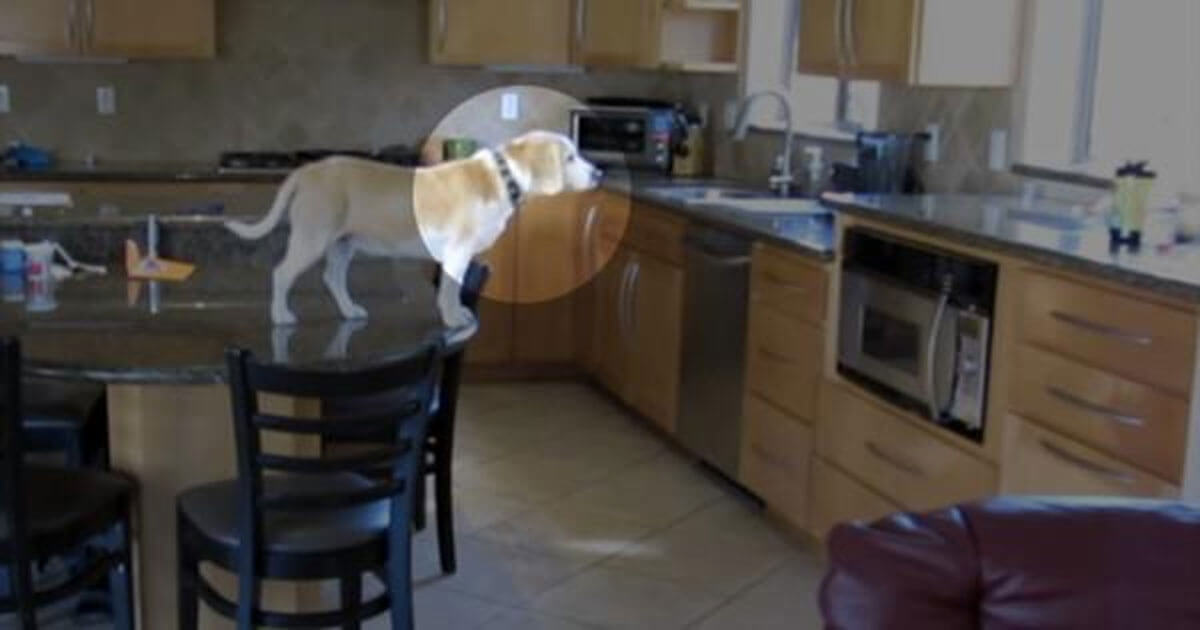DEZE hond is alleen thuis en wat zijn baasjes dan op de verborgen camera zien.. Wij geloven onze ogen niet!
