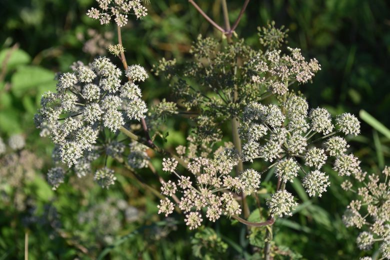 Pas op: deze giftige plant groeit op steeds meer plekken in Nederland