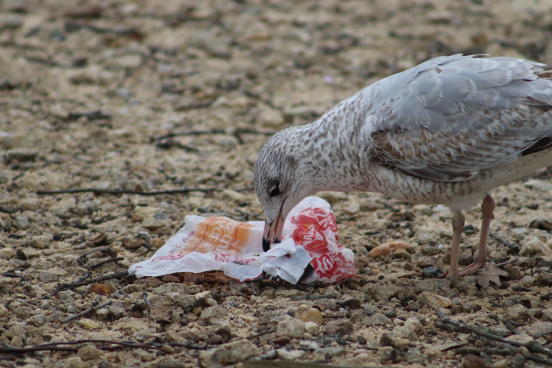 Handig: met dit trucje durven meeuwen geen eten meer te stelen