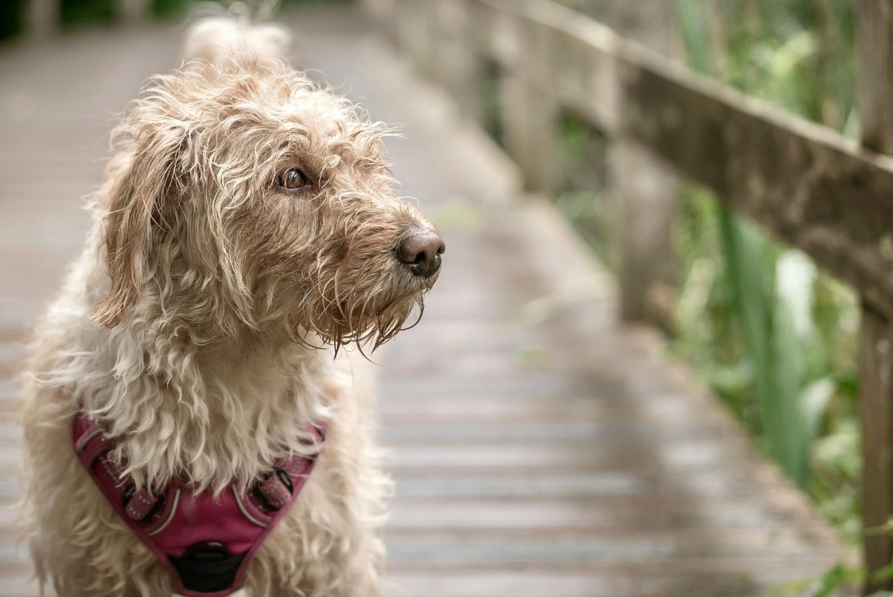Dit zijn de meest voorkomende symptomen van de ziekte van Lyme bij honden