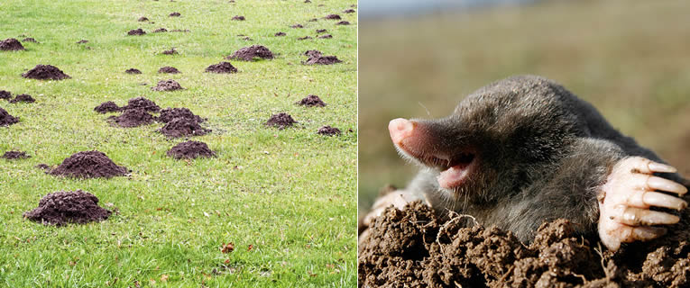 Last van mollen in tuin? Zo kun je makkelijk van ze afkomen