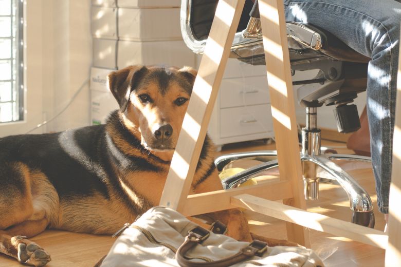 Vertel het je baas: dit zijn de voordelen van een hond op kantoor