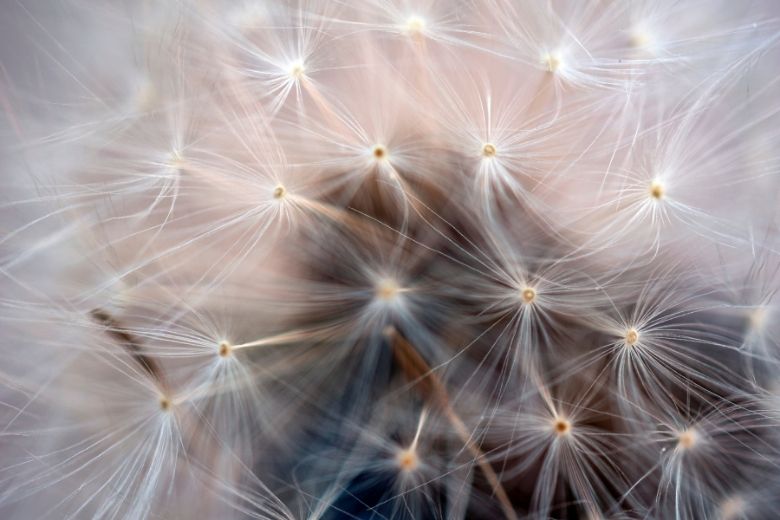 Hooikoortspatiënten, opgelet: Poolse pollen zorgen voor klachten
