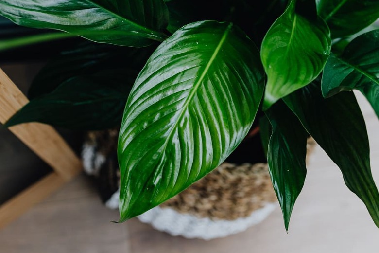 Niet dood te krijgen: deze 8 kamerplanten overleven het in elk interieur