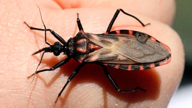 Pas op: zeer gevaarlijk, vermijd dit dodelijke insect als je op vakantie gaat! Deel mee svp!