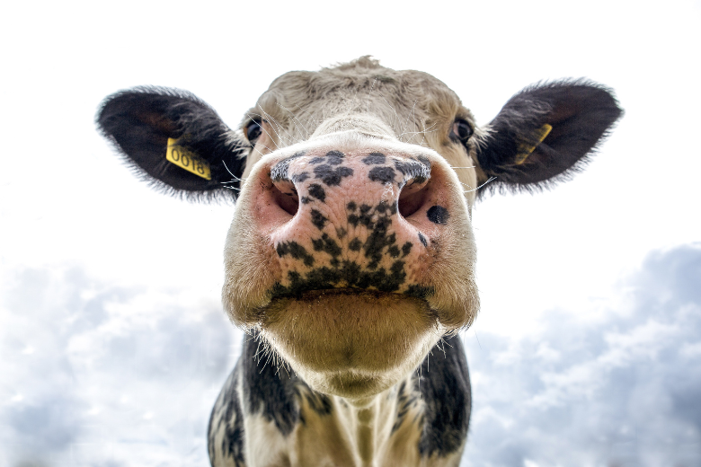 Gekkekoeienziekte aangetroffen bij koe in Nederland