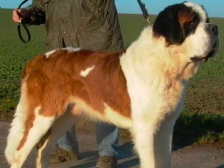 Barking Up the Right Tree: 49 essentiële inzichten in je toekomstige harige vriend
