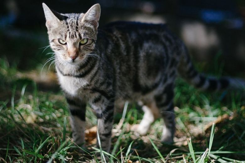 Je kat kan urenlang boos op je blijven nadat je dit doet