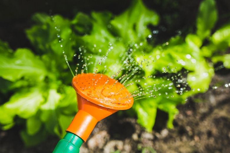 Feit of fabel: tuinplanten verbranden als je ze in de volle zon water geeft