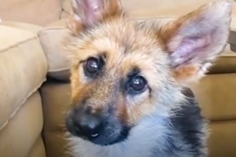 Volwassen hond ziet eruit als een puppy
