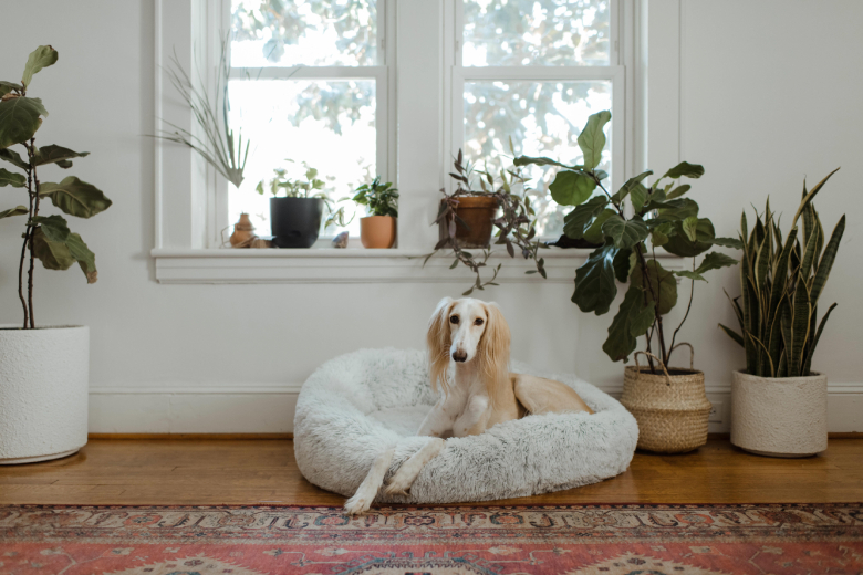 Thuiswerken voorbij? Met deze tips kun je je huisdier leren om alleen te zijn