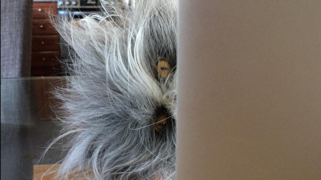 Het internet is in de war: staat hier nu een hond of een kat op de foto? Weet jij het?!
