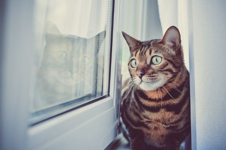 Dierenbescherming waarschuwt kattenbaasjes: 'Heb je een kiepraam? Zorg voor raambeveiliging'