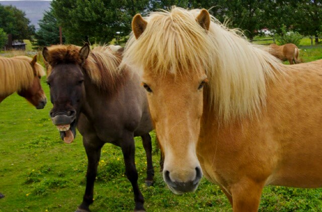 pony