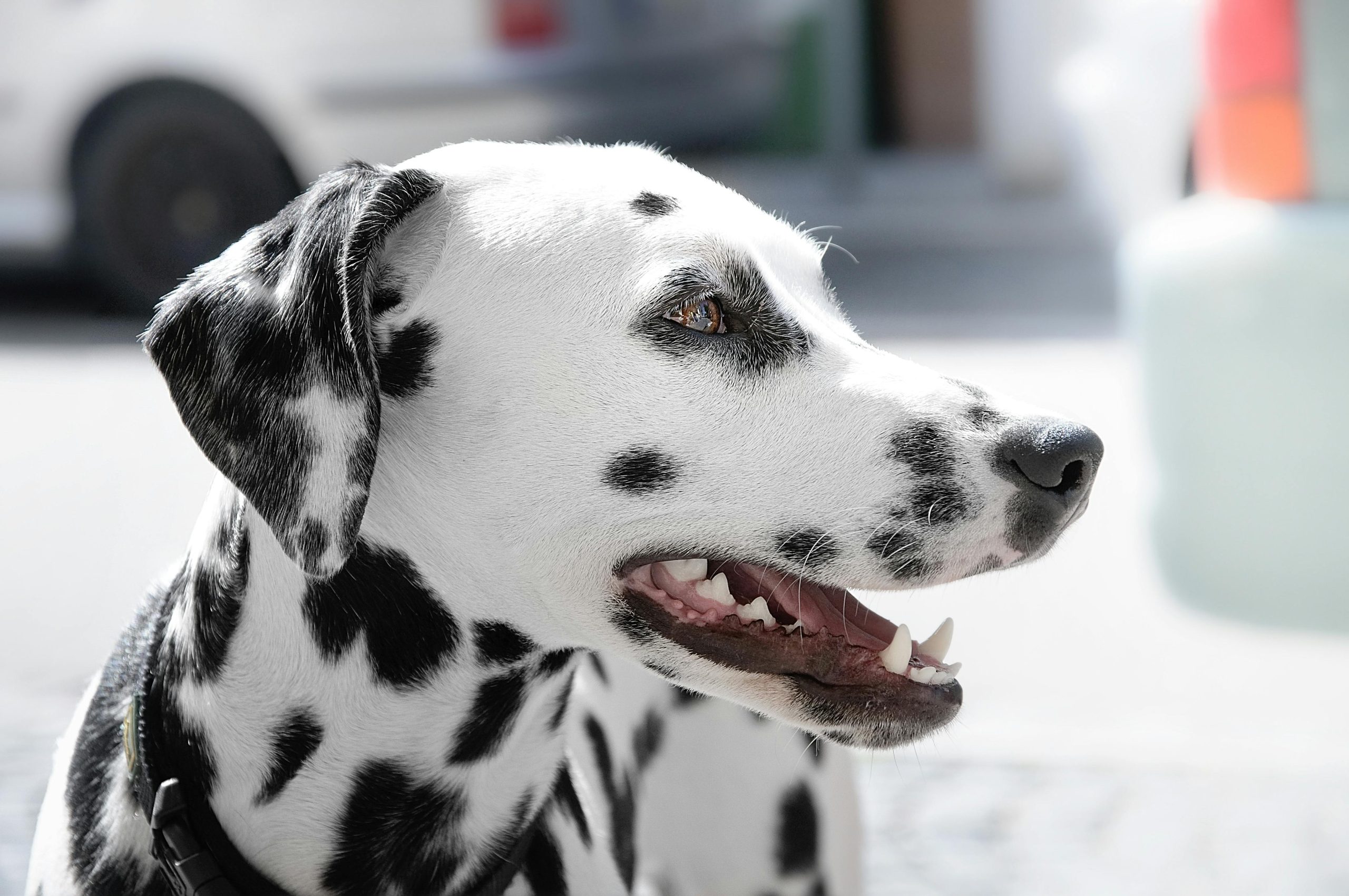 Dalmatiër
