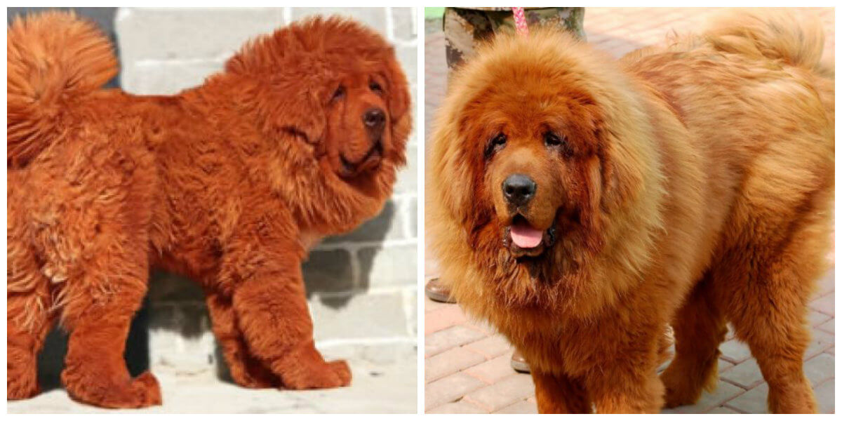 duurste hond kat