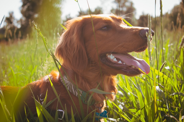 Waarom eten sommige honden toch zo graag gras?