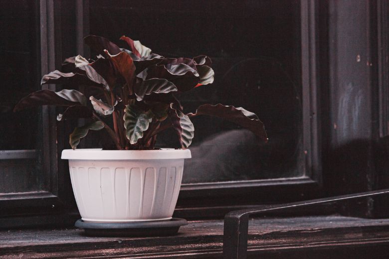 Ideaal: deze 4 kamerplanten genieten van een donker hoekje in huis