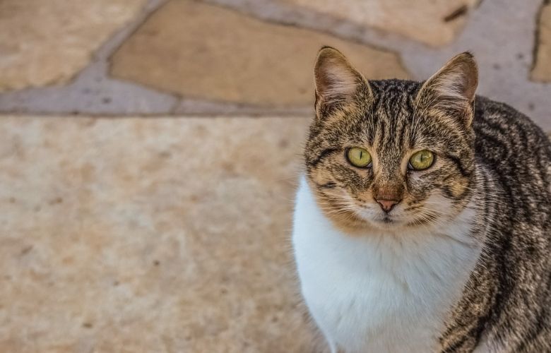 Kat achtergelaten in supermarkt met briefje: ‘Mogen jullie meenemen’