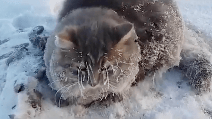 VIDEO: arm beestje! Vastgevroren poes wordt op het nippertje bevrijd door deze dierenvrienden!