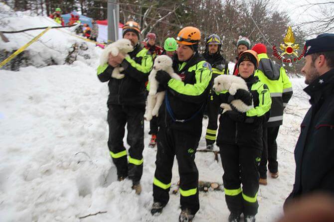 Vertederend...Drie puppy's gered uit Italiaans hotel na vijf dagen in enorme sneeuwberg