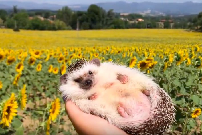 Deze schattige egel verovert harten over de hele wereld