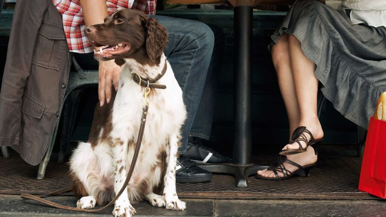 Doet jouw hond dit ook wel eens? Iedereen met een hond MOET dit even lezen!