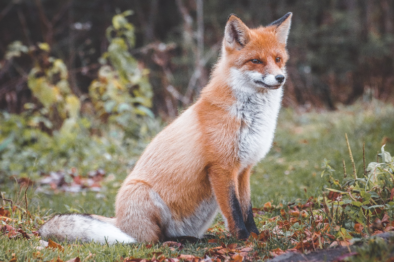 Brandweerteam redt puppy's en doet een bijzondere ontdekking