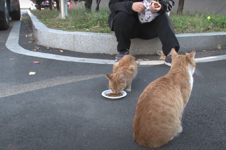 Deze dakloze kat neemt alleen eten uit een zakje aan en de reden is ontroerend 