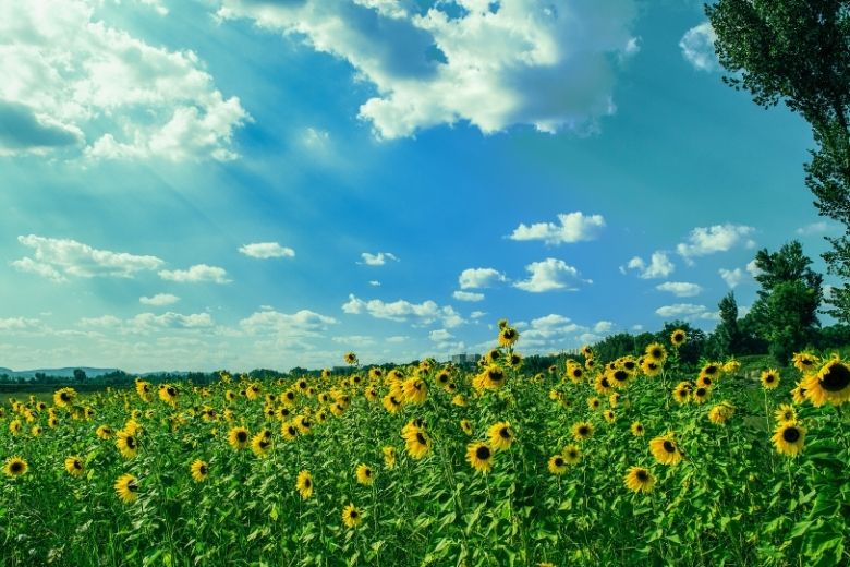 Het weer in september: krijgen we nog een mooie nazomer?