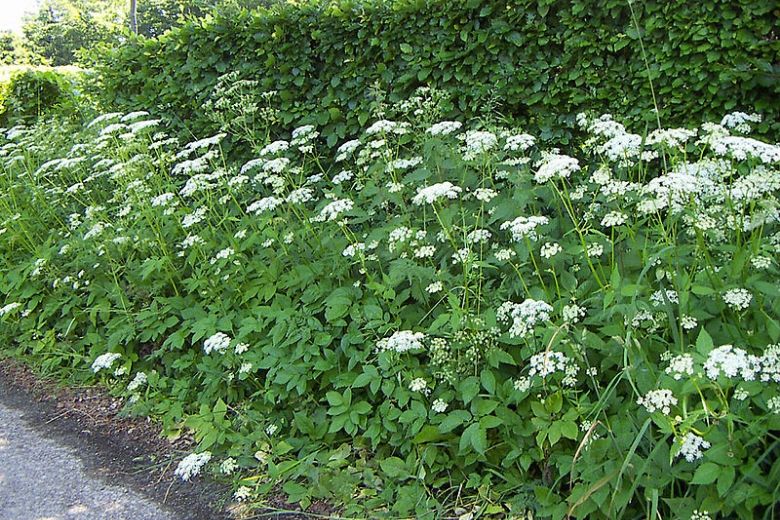 4 effectieve tips om woekerend zevenblad uit je tuin te verbannen