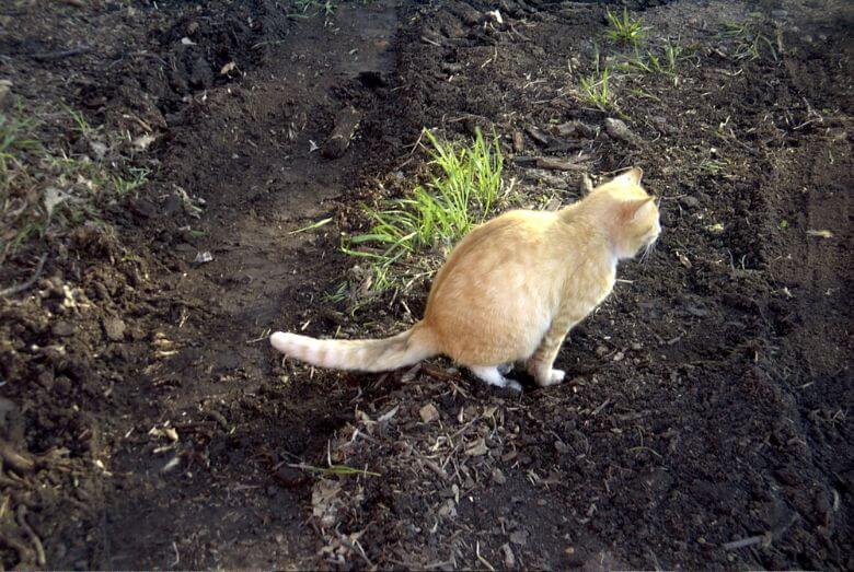 buurkatten