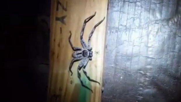 Ieeeh! Hier krijgen wij écht de kriebels van... Ongediertebestrijder stuit op spinnennest met enorme moederspin!