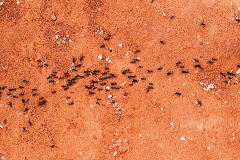 Dít is waarom vliegende mieren ineens tevoorschijn komen