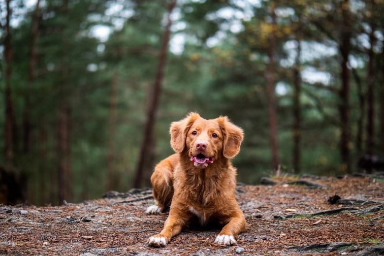 Waarschuwing: eikenprocessierups extra gevaarlijk voor honden