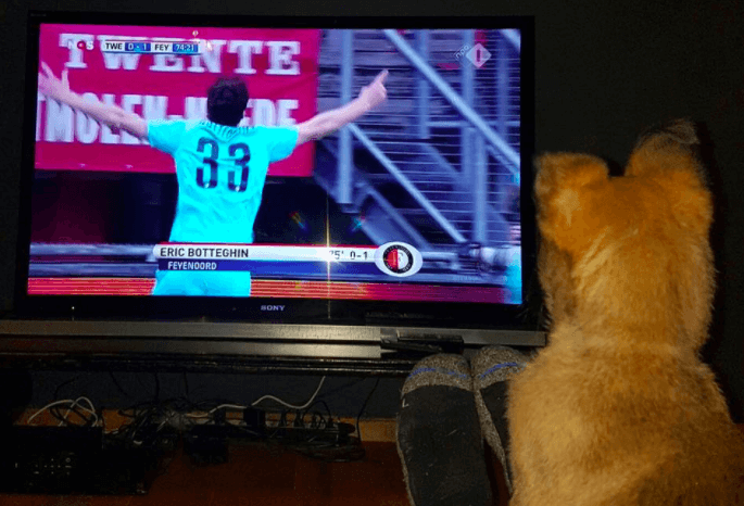 Politiepup Bumper blijkt een voetballiefhebber te zijn en wordt ingeënt, dit moet je echt even zien! Wij smelten!