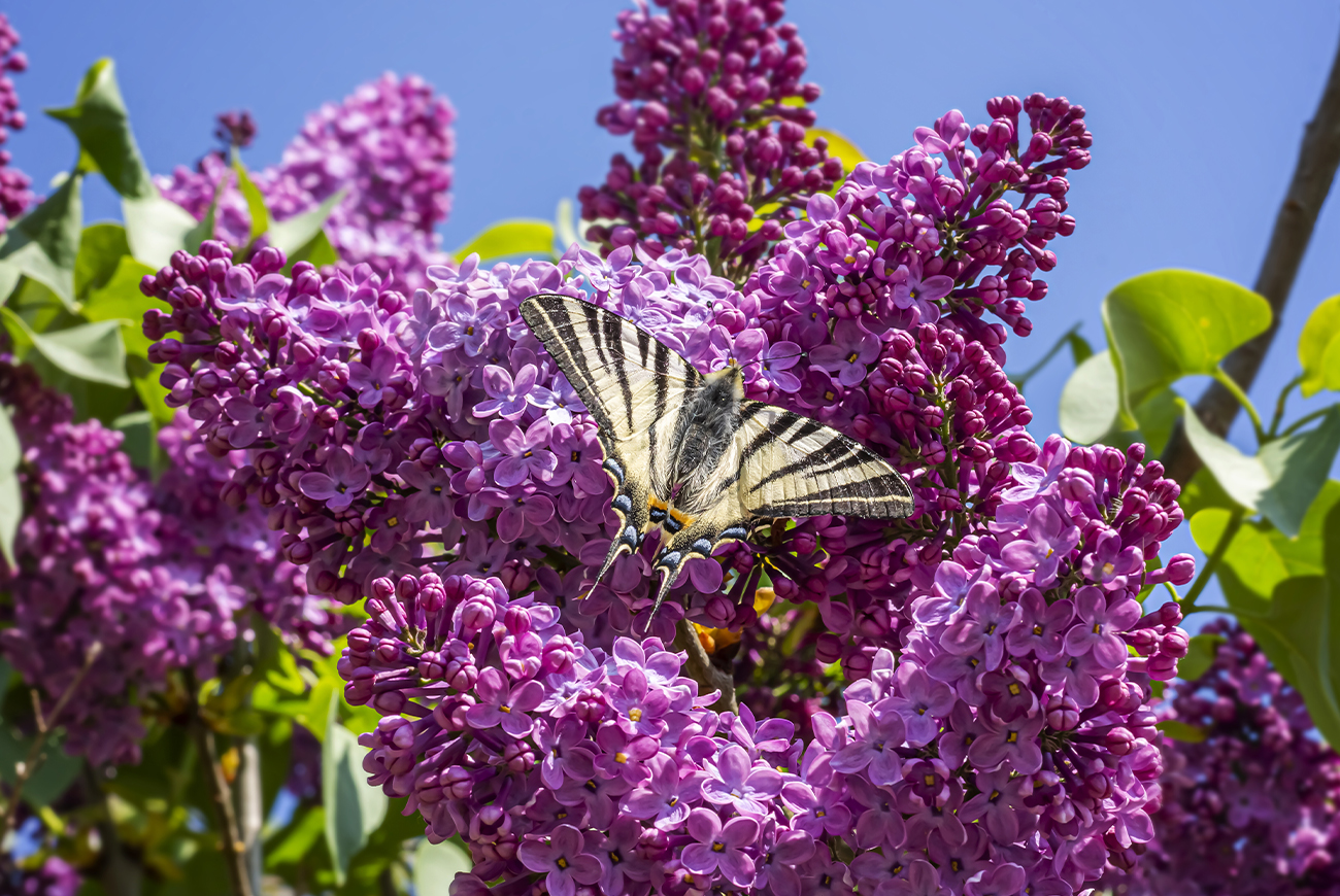 Zo houd je de vlinderstruik in je tuin in leven