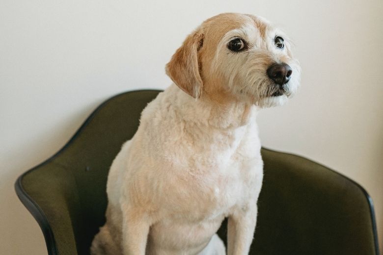 Niet voor de poes: Zara Home komt met speciale collectie voor honden