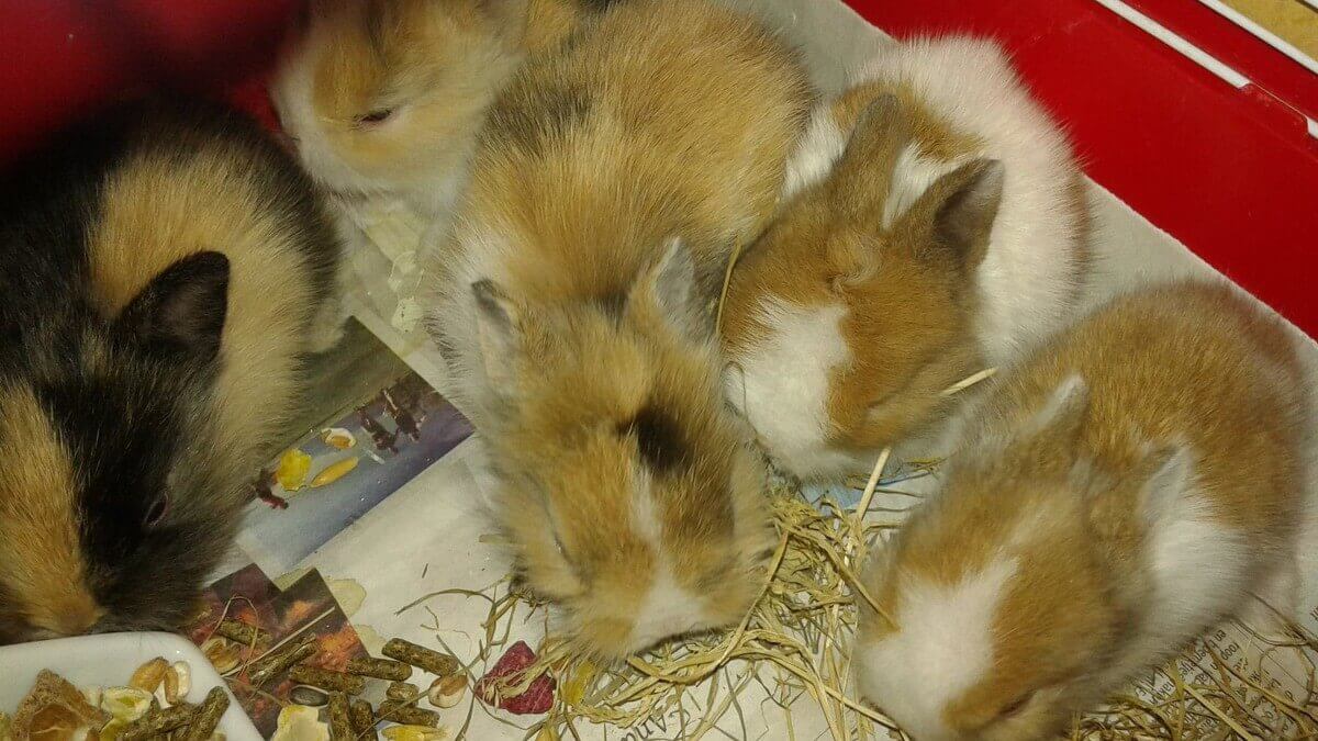 LET OP: er zijn dertien kleine konijnen GEDUMPT in het Purmerbos! Help ons zoeken naar de dader ajb!