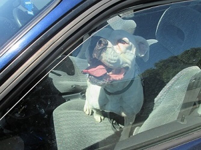 HERHAALDE OPROEP: hond overleden in te hete auto, zorg dat dit niet meer gebeurt! DELEN svp!