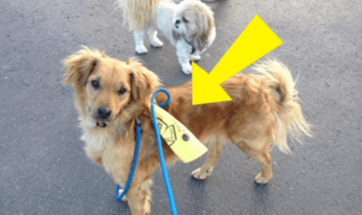 WAARSCHUWING: kom je een hond met een geel lintje tegen? Dan MOET je dit even weten! Deel mee svp!