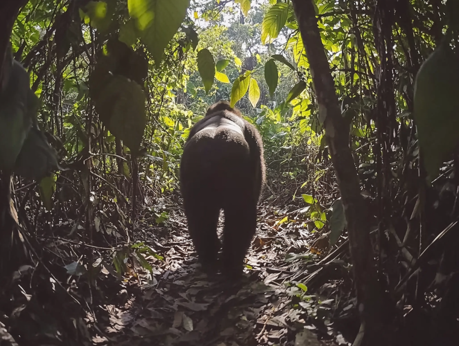 Gorilla zoekt hulp bij fotograaf - De ongelooflijke waarheid onthuld