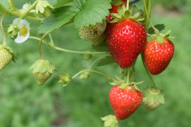 Lekker en gezond: 5 redenen waarom aardbeien zo goed voor je zijn