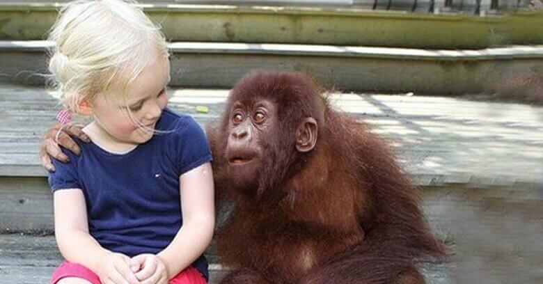 Na 12 jaar zien de gorilla's haar weer en kijk hoe ze reageren. Dit is waanzinnig mooi!