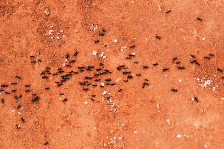 Goede voorbereiding: zo heb jij straks geen last van insecten in huis