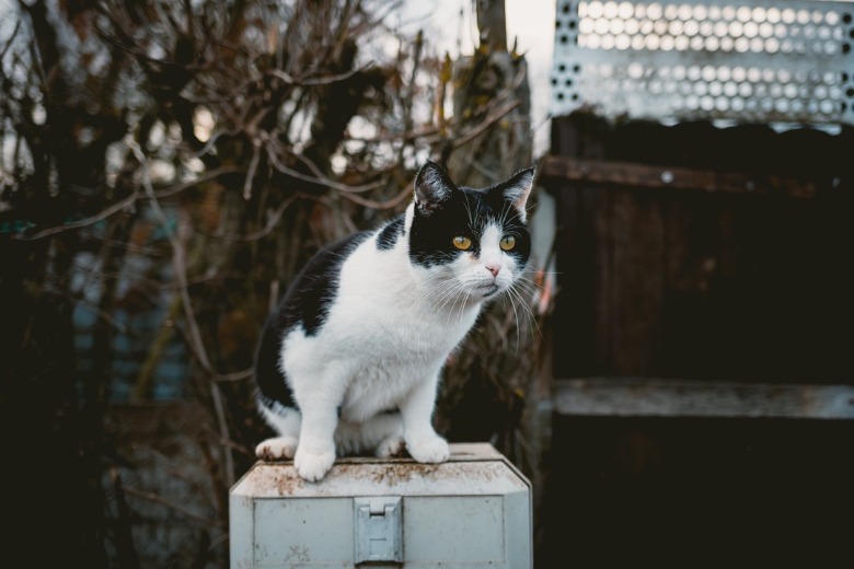 Dierenasiel draait er niet omheen: 'Wie wil grootste 'rotkat' ter wereld adopteren?'