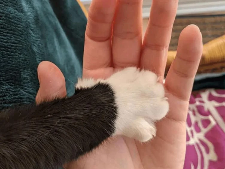30 Tips voor Katteneigenaren: Uw gids voor het begrijpen en verzorgen van uw kat